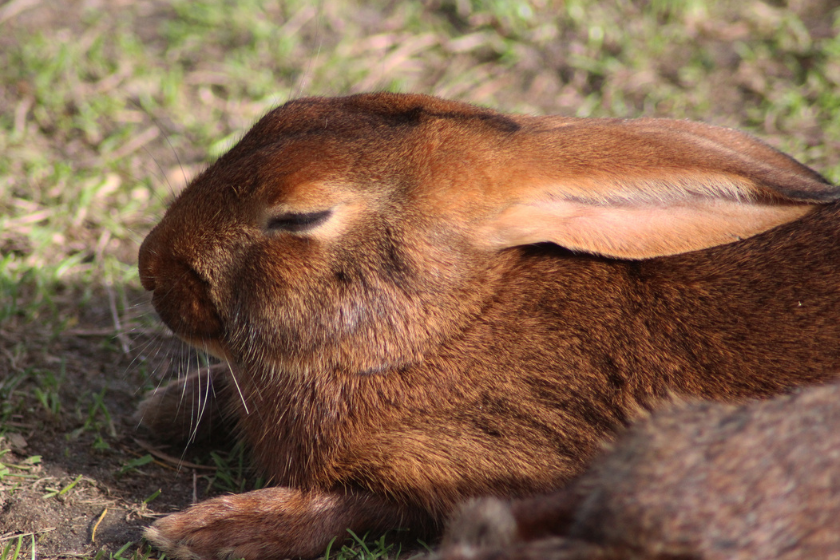 belgian hare rabbit breed