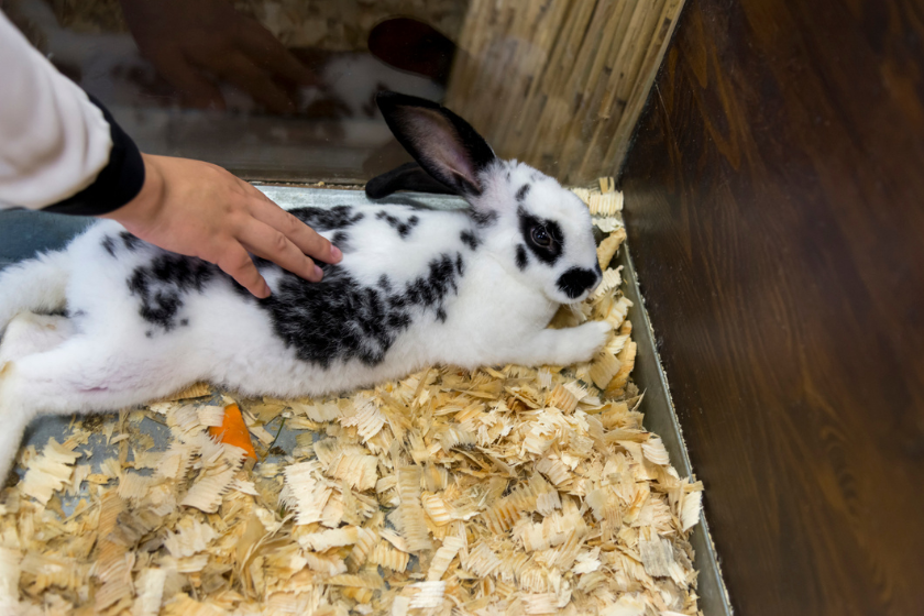 english spot rabbit breed