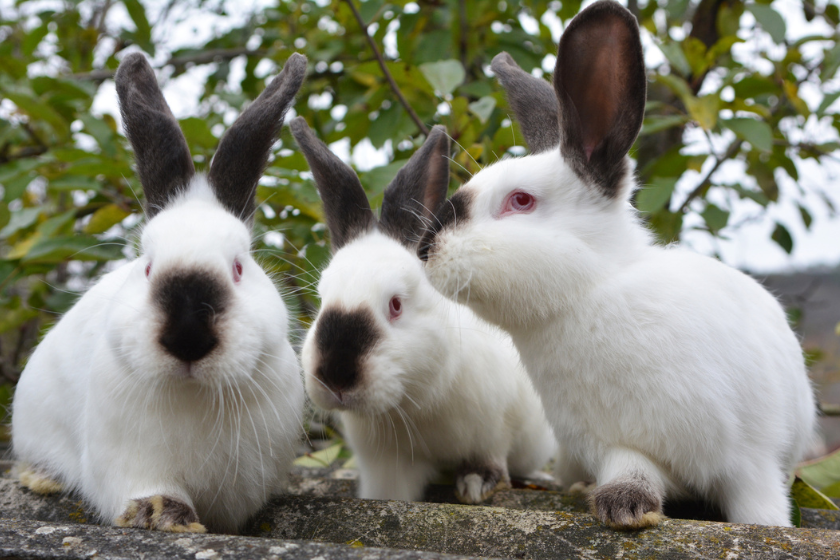 californian rabbit breed