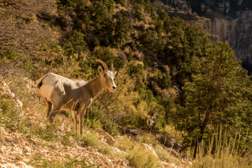 wild sheep on mountain slope