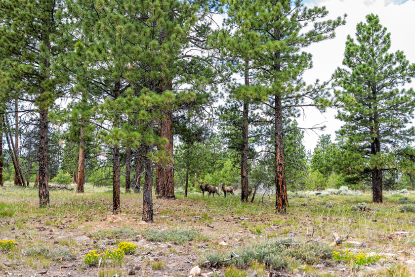 Canyon Rim Trail in Flaming Gorge Utah National Park of Green River with herd of bighorn sheep family grazing