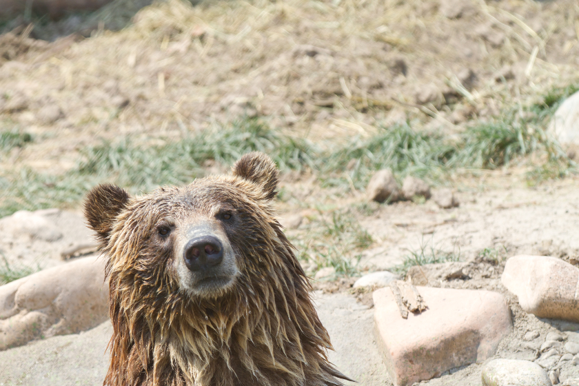 grizzly bear posing for the camera. bear safety when camping