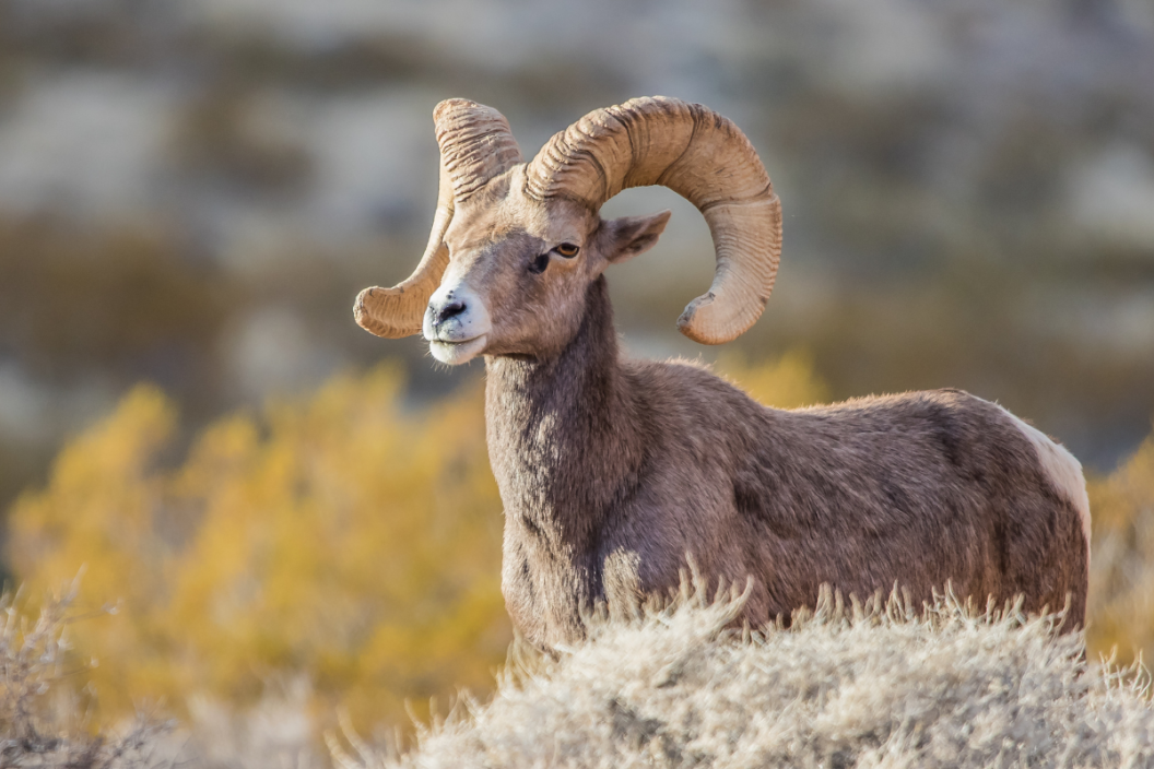 endangered desert bighorn sheep