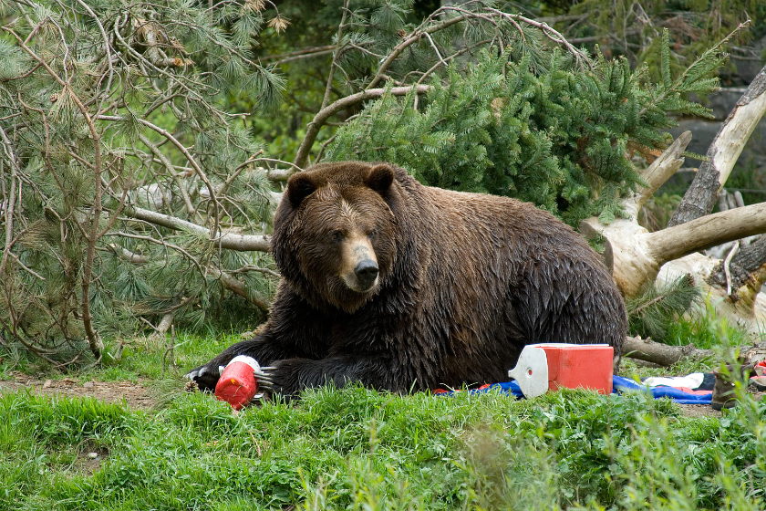 bear safety when camping - pic of a brown bear trashing a campground and eating all of the food.