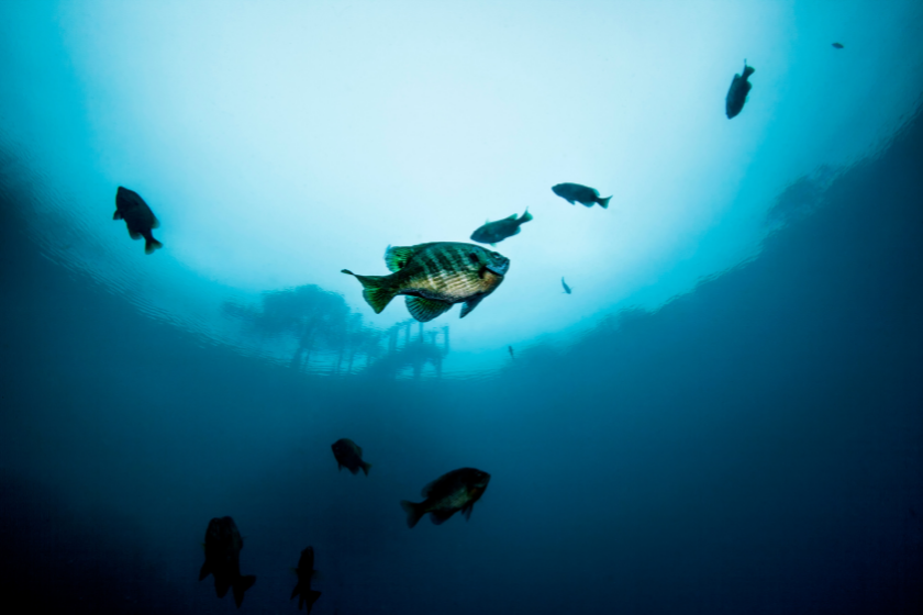 A school of Bluegill swim above silhouetted in the clear freshwaters of Vortex Springs with the scuba dive platform and a tree are seen above the water in the background. 