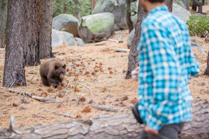 bear safety when camping - a 27-years-old man, tourist, filming the young wild Black american bear in the forest in Yosemite National Park. California, USA, North America