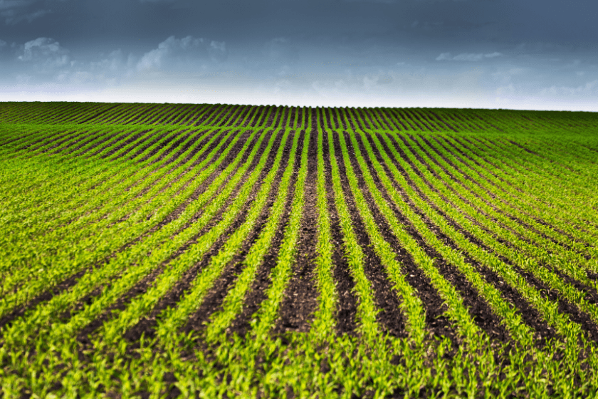 Rural scene of an agricultural cornfield under a stormy sky