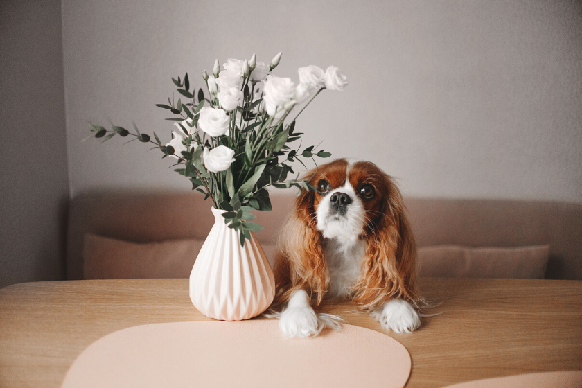 Dog looking at vase