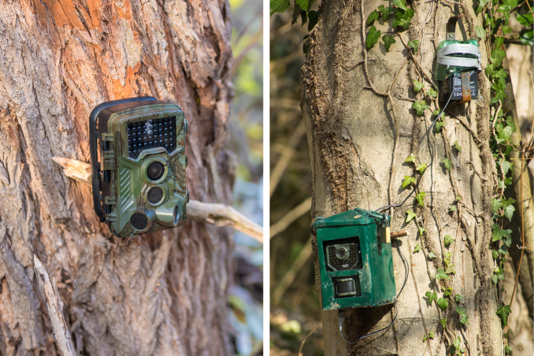 LEFT: Wild camera on a tree in undergrowth to observe the wildlife, RIGHT: Hunting camera, green camera attached to a tree, used by hunters to spy on wild animals, capturing wildlife such as deer as they walk. Camouflage Night vision camera on a tree