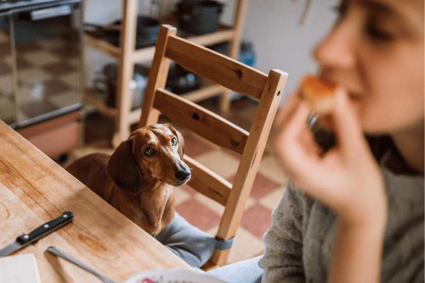Dog looking at owner eating food