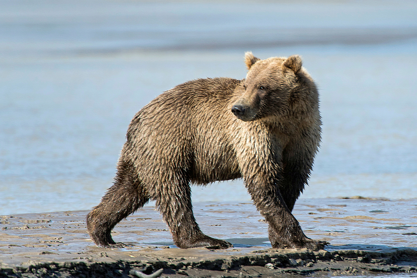 Alaskan Brown Bear on Shore of Lake Clark