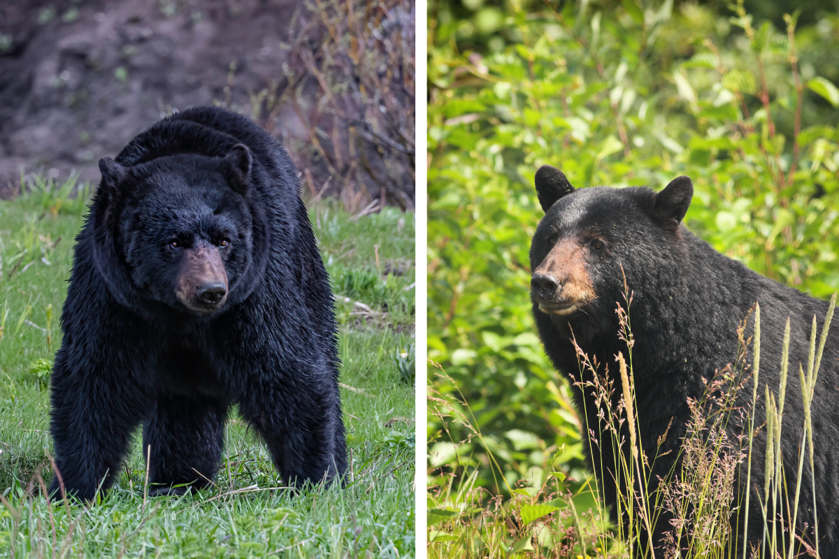 Boar Vs Raptor Boar vs. Sow Bears: Know the Differences When Hunting