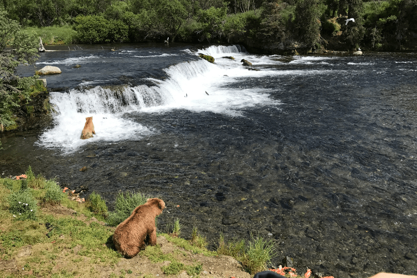 bears feed in a river
