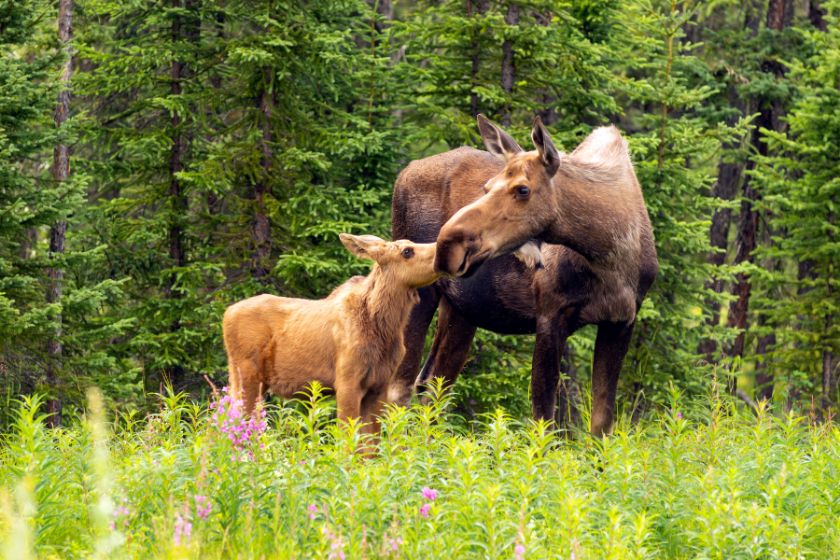 two bear cubs share salmon on a river