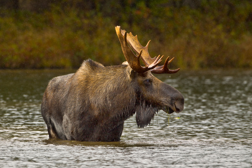 man in fishing gear wades through creek among pink wildflowers at katmai national park