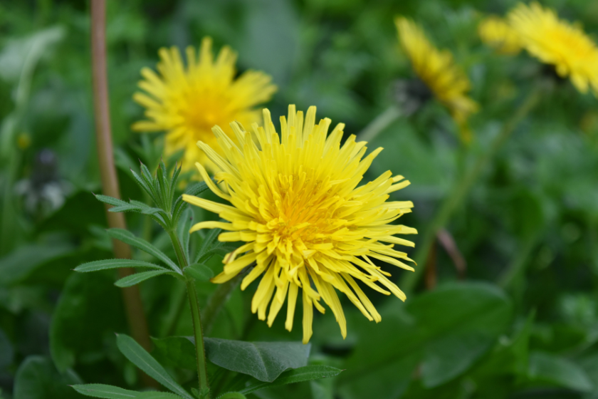 A close up of the flower of the common dandelion (Taraxacum officinale). A member of the Asteraceae (Compositae) family.