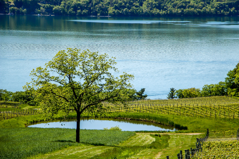 a vinyard rolls into the shoreline of a blue Cayuga lake in the finger lakes