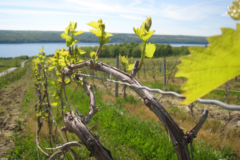 Atwater estates, One of many gorgeous vineyards along Seneca lake.
