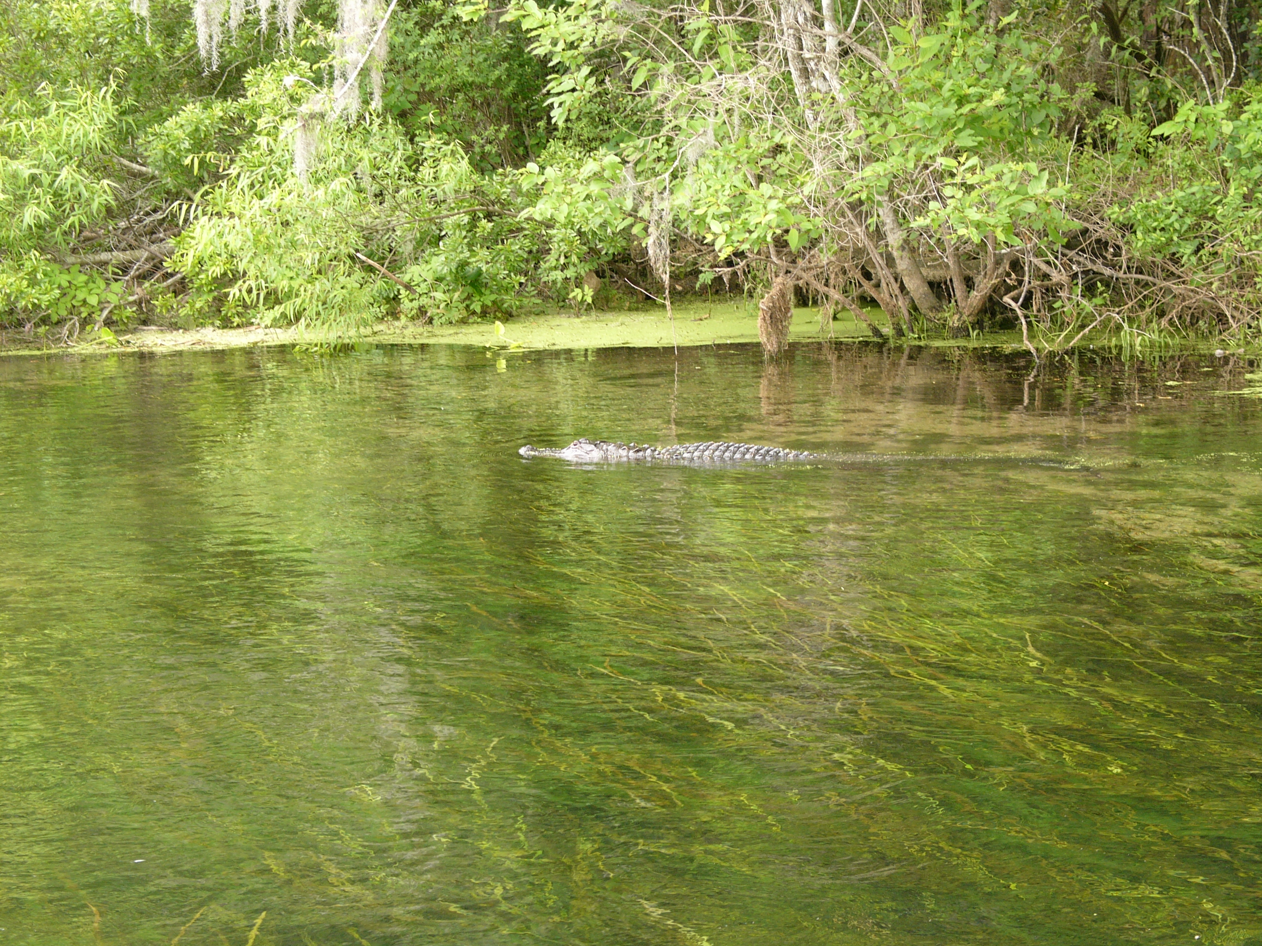Alligator in Wakulla Springs.