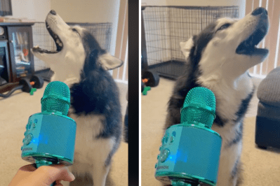 autotune-husky-singing.png?