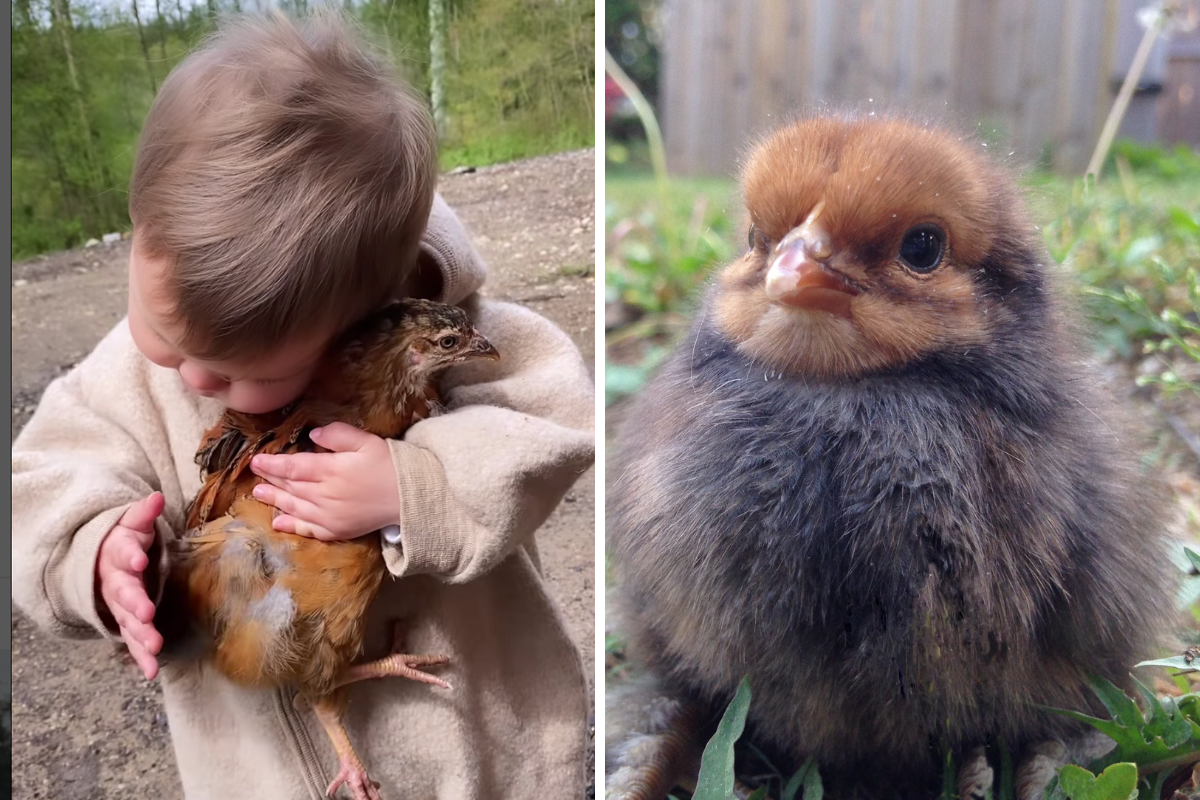 Celebrities Puns And Coops 27 Best Chicken Names Since Heidi Plume