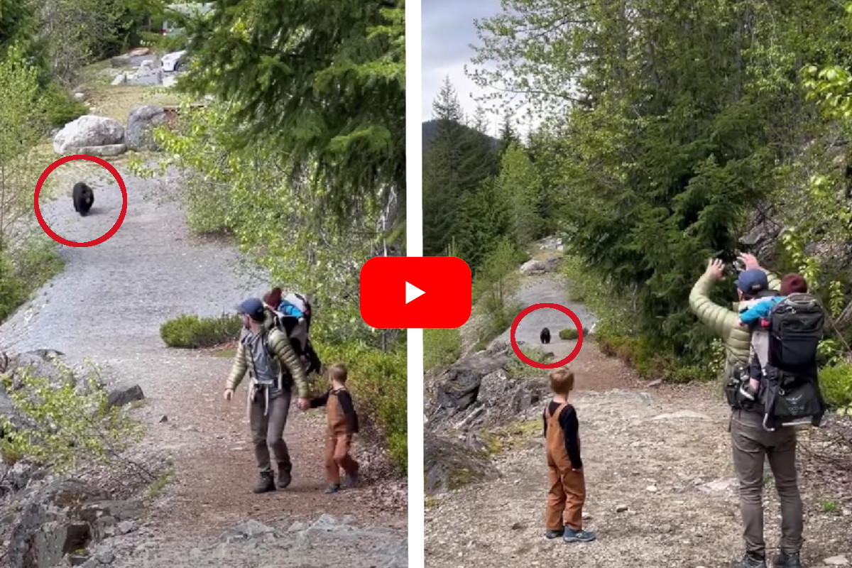 Bear and Hikers