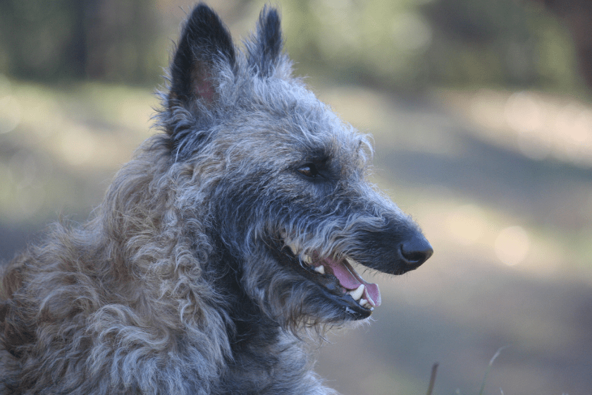 belgian laekenois