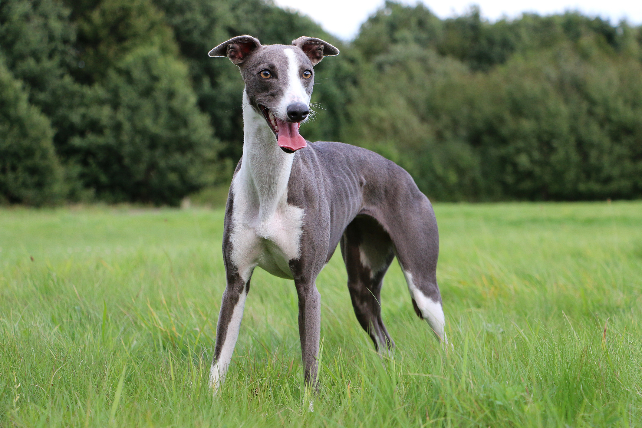 Whippet portrait in a park on a summer's day