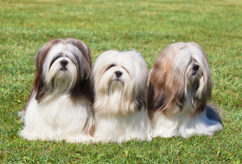 Portrait of three purebred Lhasa Apso sitting on green grass