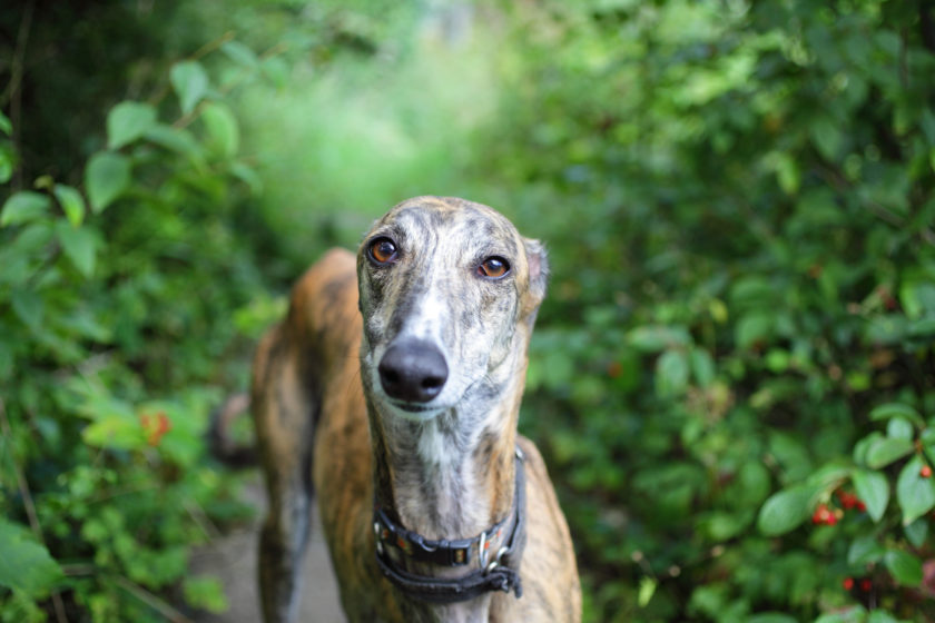 close up of a greyhound head