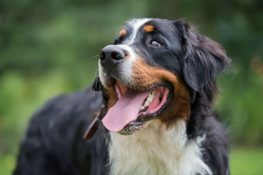 One large Bernese mountain dog stands in the nature on a sunny 