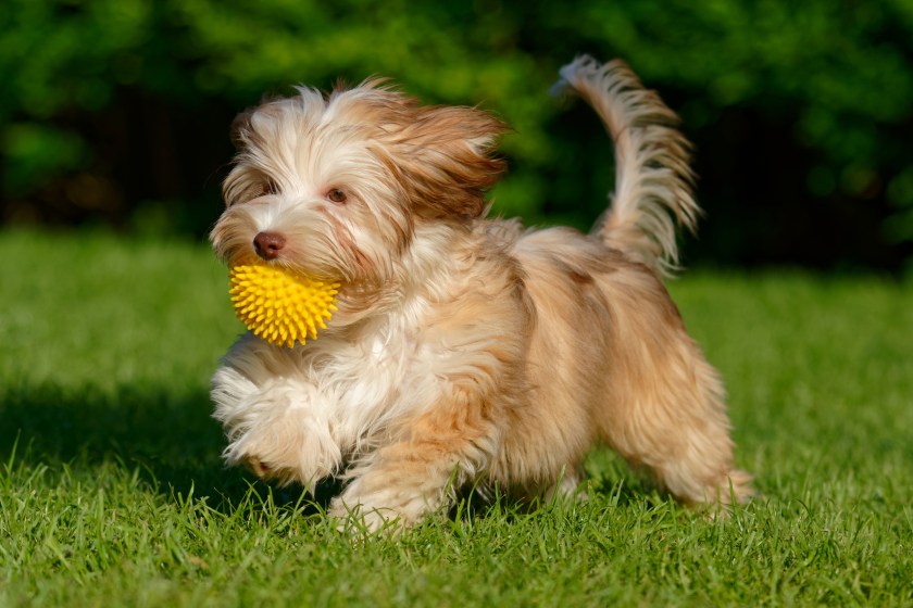 Playful chocolate colored havanese puppy dog walking with a yellow ball in her mouth in the grass