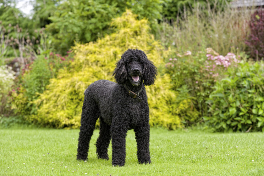 Standard Poodle in the formal gardens of a stately house in the UK