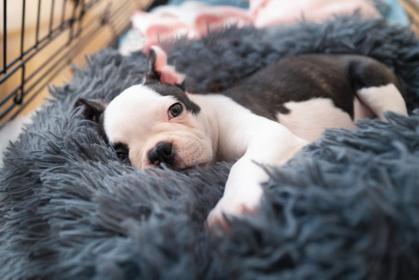 Adorable Boston Terrier puppy, lying in a snuggle bed safe inside her crate, looking at the camera.