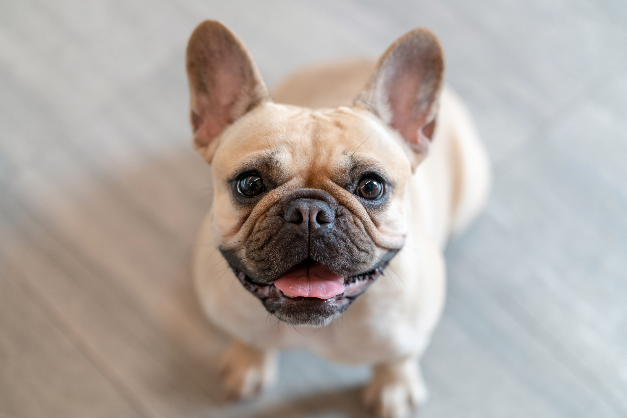 Female French bulldog