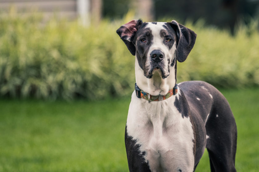 Tall black and white Great Dane staring at camera.