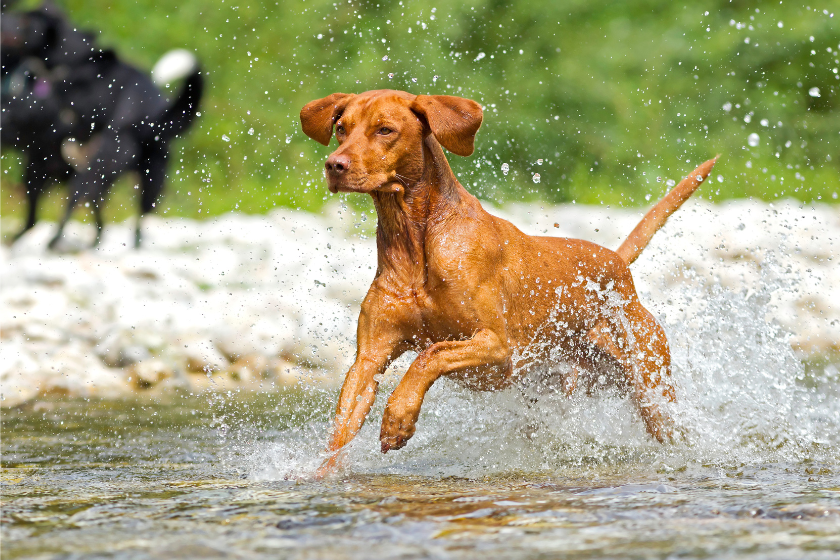 vizsla splashes in the water