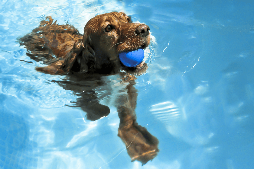 Shop the Coolest Dog Swimming Pools of 2022