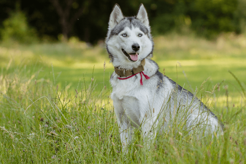 husky sits happily in a field