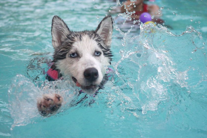 husky swims in a pool in hot weather