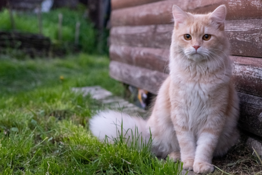 cat sits in the grass