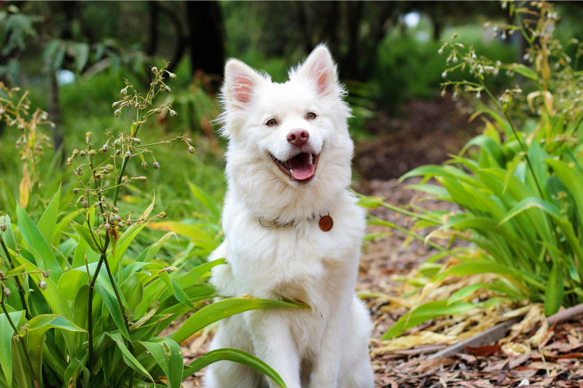 Dog sits in the forest