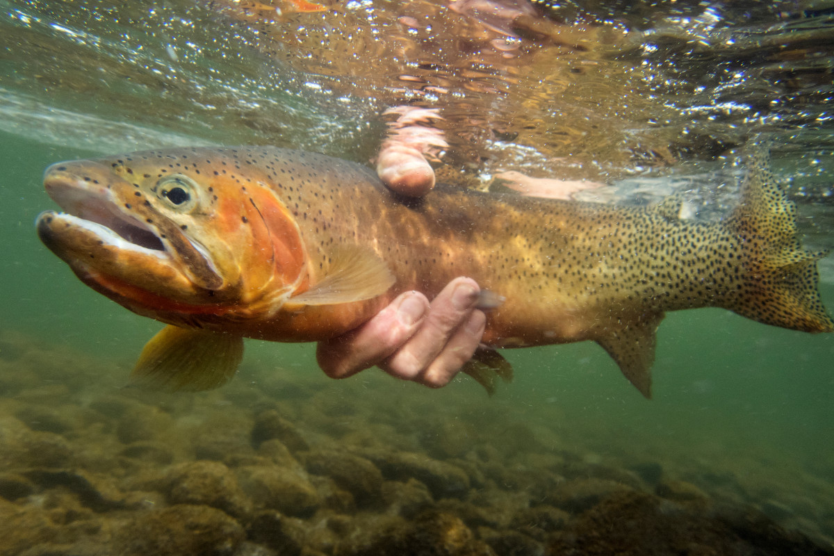 Catch and Release Fishing