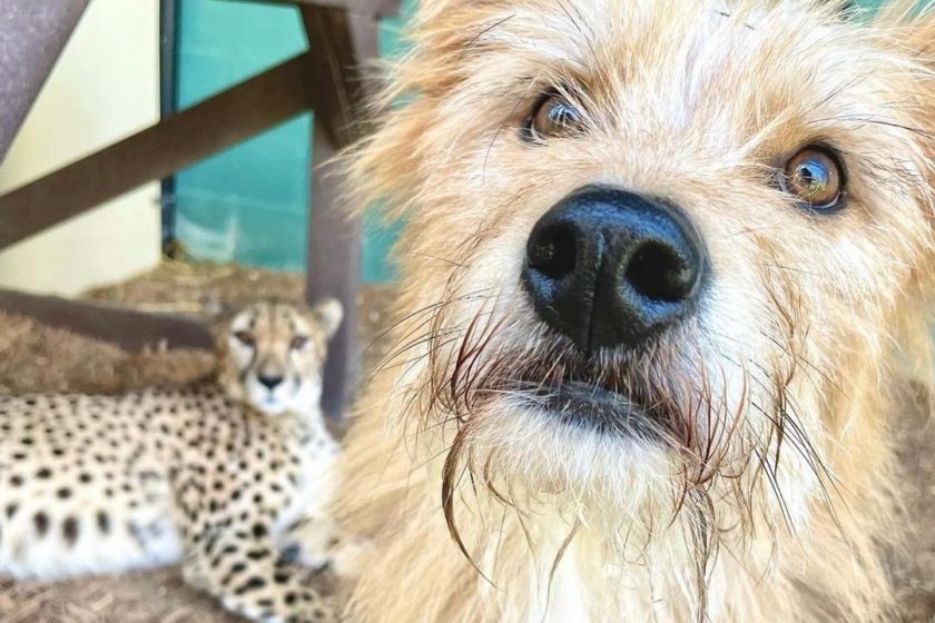 A cheetah and its canine companion spend time together at the zoo.