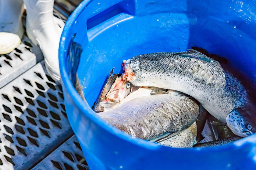 snook fishing