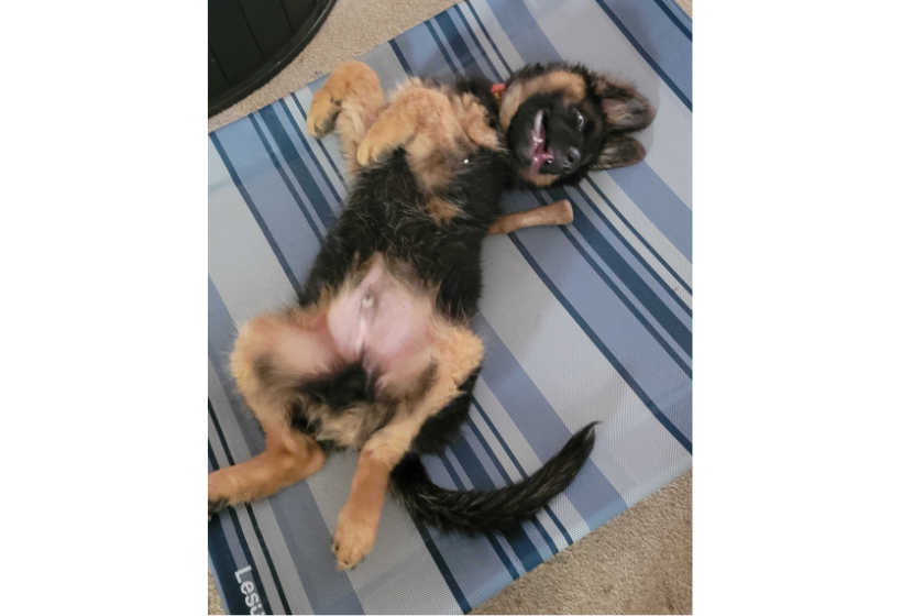 Grizzly the German shepherd play on the elevated cooling bed