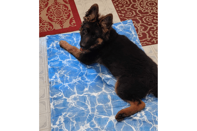 Grizzly lays on his cooling mat in the kitchen