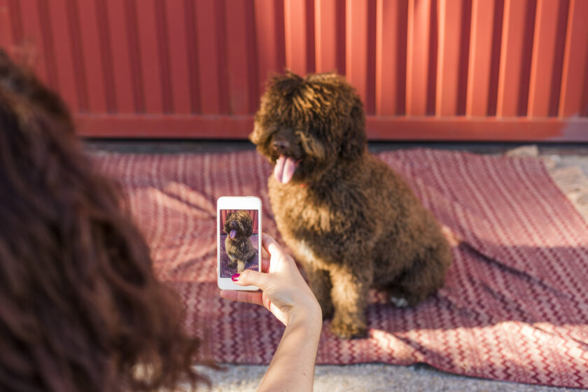 Woman hands with mobile smart phone taking a photo of Spanish water dog over red background. Happy dog with tongue out. Outdoors portrait