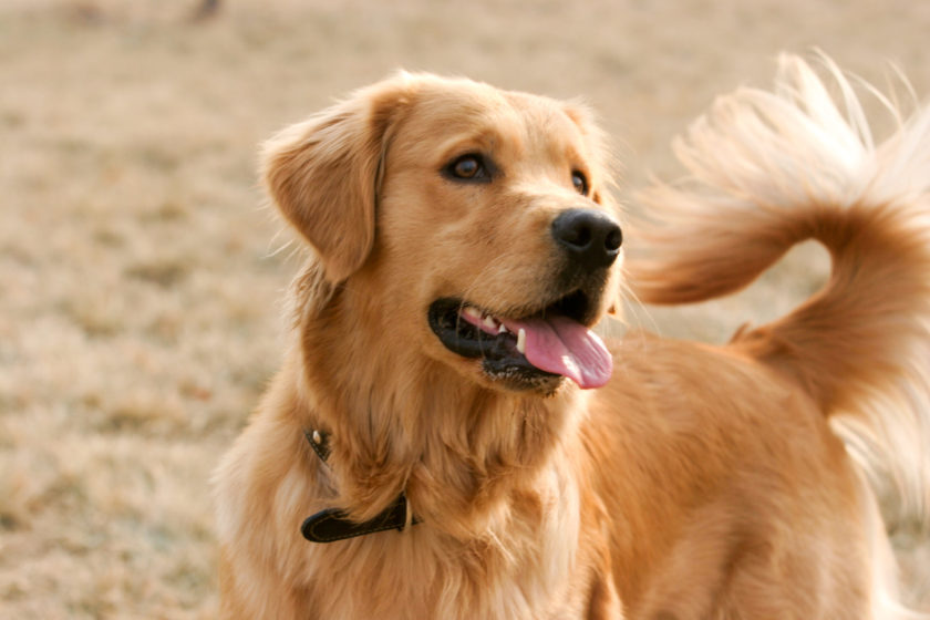 Purebred Golden Retriever dog portrait in outdoors