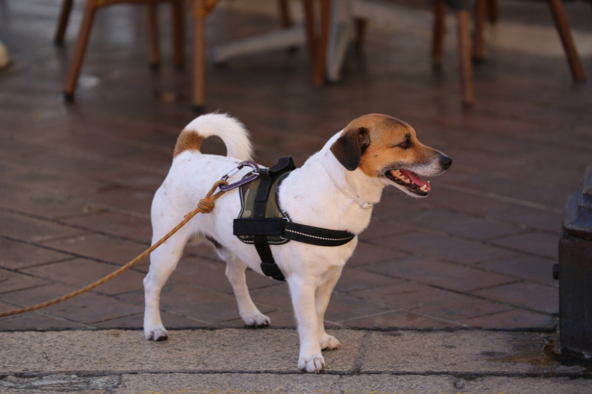 Jack Russell stands with a harness and leash on